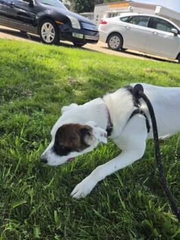 Dr. Seuss -  Pit Bull Terrier and Labrador Retriever Dog for Adoption in Cedar Rapids, Iowa - Dr. Seuss | PetCurious