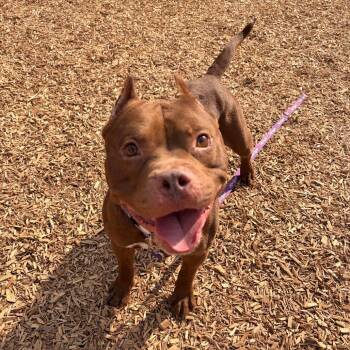 American Staffordshire Terrier Dogs Available for Adoption in Lynchburg, Virginia - Charlie | PetCurious