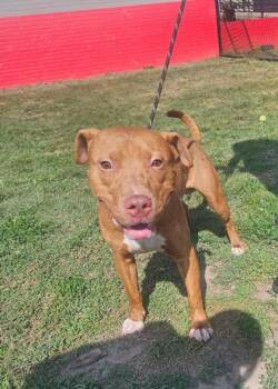 Mike -  Mixed Breed Dog for Adoption in West Chester, Pennsylvania - Mike | PetCurious