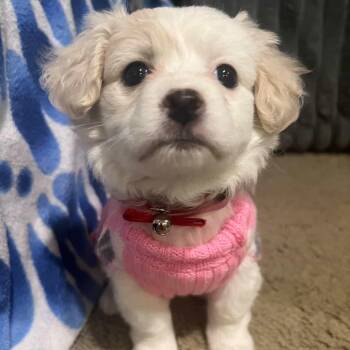 Maltese Dogs Available for Adoption - Ms. Bunny Waffle | PetCurious