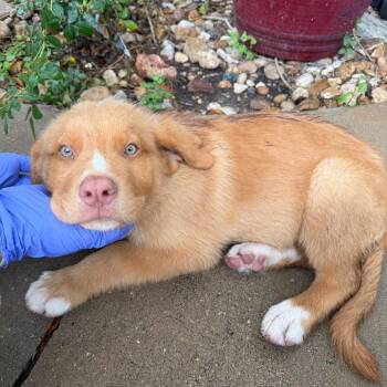 Mick 26-07-71 -  Anatolian Shepherd Dog for Adoption in Bastrop, Texas - Mick 26-07-71 | PetCurious