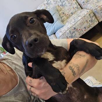 Saturday Morning -  Black Labrador Retriever Dog for Adoption in West Point, Mississippi - Saturday Morning | PetCurious