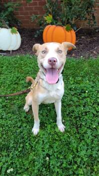 Rescue Husky Dogs for Adoption in Roswell, Georgia - Tuffy | PetCurious