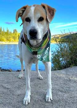 Paws -  Great Pyrenees Dog for Adoption in Kiowa, Oklahoma - Paws | PetCurious