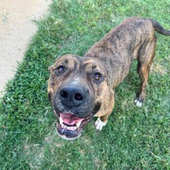 Crimson -  Pit Bull Terrier and Mixed Breed Dog for Adoption in Brownsboro, Alabama - Crimson | PetCurious