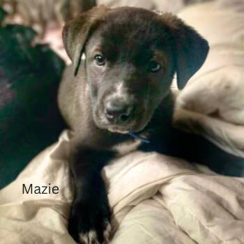 Black Labrador Retriever Dogs Available for Adoption in Sandy Hook, Manitoba - Mazie | PetCurious