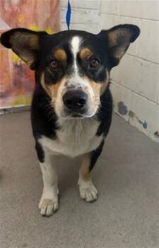 LEO VANCE -  Cardigan Welsh Corgi Dog for Adoption in San Bernardino, California - LEO VANCE | PetCurious