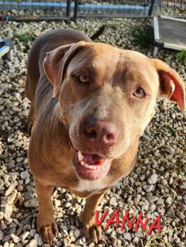 Vanna - Great with kids and dogs -  Bulldog and Labrador Retriever Dog for Adoption in Andover, Massachusetts - Vanna - Great With Kids And Dogs | PetCurious