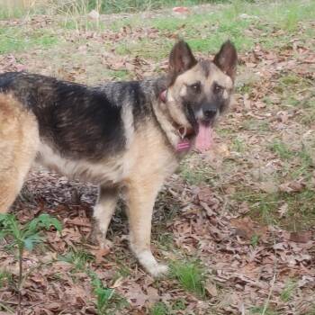 Rescue German Shepherd Dog and Akita Dogs for Adoption in Little Rock, Arkansas - Princess Leia | PetCurious