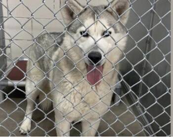 Siberian Husky Dogs Available for Adoption in Cedar Crest, New Mexico - Indigo | PetCurious