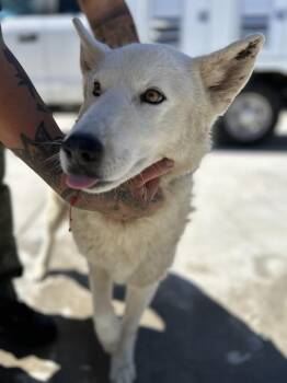 Boots -  Siberian Husky Dog for Adoption in Victorville, California - Boots | PetCurious