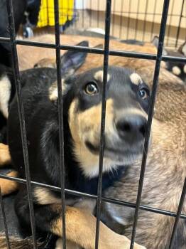 German Shepherd Dog and Mixed Breed Dogs Available for Adoption in Albuquerque, New Mexico - SABRINA | PetCurious