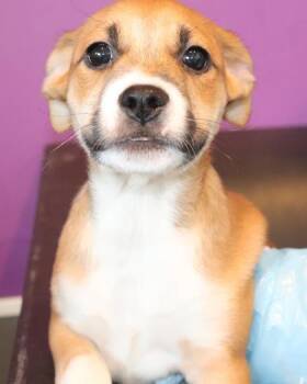 Harmony -  Pit Bull Terrier and Mixed Breed Dog for Adoption in Kansas City, Missouri - Harmony | PetCurious