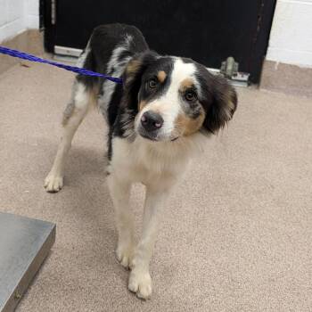 Pippa -  Australian Shepherd Dog for Adoption in Ardmore, Oklahoma - Pippa | PetCurious
