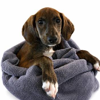 Amelia -  Beagle and Dachshund Dog for Adoption in South Riding, Virginia - Amelia | PetCurious
