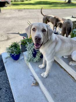 Moose -  Labrador Retriever Dog for Adoption in Warrington, Pennsylvania - Moose | PetCurious