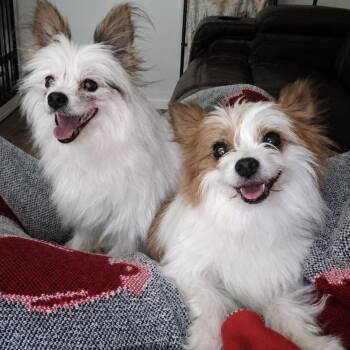 Panda (bonded w/Winnie) -  Papillon Dog for Adoption in Hudson, Illinois - Panda (bonded W/Winnie) | PetCurious