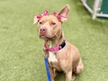 Ginger Spice -  Mixed Breed Dog for Adoption in New York, New York - Ginger Spice | PetCurious