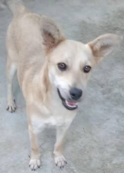 Rescue Labrador Retriever Dogs for Adoption in New York, New York - JOSEPHINA "Playful & Friendly!" | PetCurious