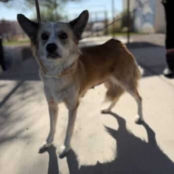 Ms. Fiona Foxington -  Corgi and Mixed Breed Dog for Adoption in Bullhead City, Arizona - Ms. Fiona Foxington | PetCurious