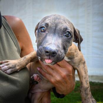 ALPHARETTA - Cinnamon -  Mixed Breed Dog for Adoption in Blairsville, Georgia - ALPHARETTA - Cinnamon | PetCurious