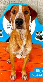 Elijah -  Mixed Breed Dog for Adoption in Dallas, Texas - Elijah | PetCurious