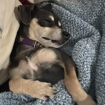 Nivilicious -  Miniature Pinscher Dog for Adoption in La Grange, Kentucky - Nivilicious | PetCurious