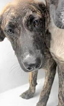 Labrador Retriever and Mixed Breed Dogs Available for Adoption in Houston, Texas - A654896 | PetCurious