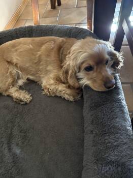 Douglas C 26104 -  Cocker Spaniel Dog for Adoption in Parker, Colorado - Douglas C 26104 | PetCurious