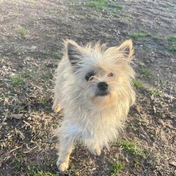 Wirehaired Terrier and Yorkshire Terrier Dogs Available for Adoption - Static Steve | PetCurious