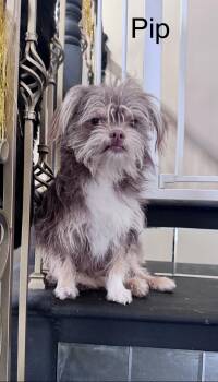 Yorkshire Terrier Dogs Available for Adoption - Pip - The Precious Yorkie  | PetCurious