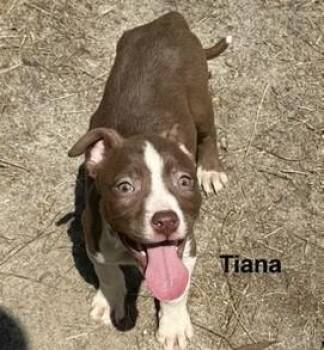 Terrier Dogs Available for Adoption - Tiana | PetCurious