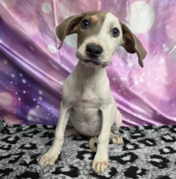 Breeze -  Pointer and Doberman Pinscher Dog for Adoption in Sedalia, Colorado - Breeze | PetCurious