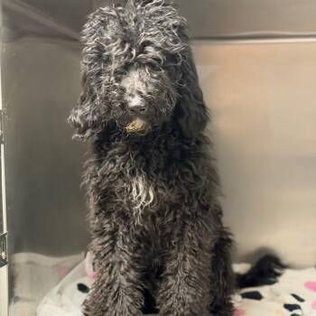 Sylvester -  Poodle and Labrador Retriever Dog for Adoption in Fort Smith, Arkansas - Sylvester | PetCurious