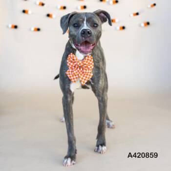 Rescue Pit Bull Terrier Dogs for Adoption in Conroe, Texas - A420859 | PetCurious