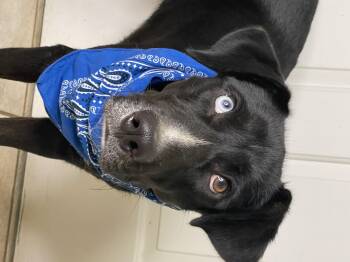 Rescue Mixed Breed Dogs for Adoption in Lacon, Illinois - Blackjack | PetCurious