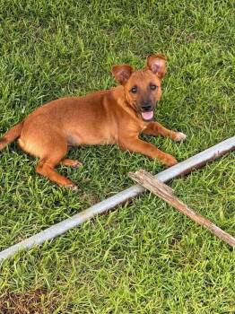 Tonji -  Chihuahua Dog for Adoption in Milton, Florida - Tonji | PetCurious