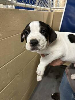 Diesel -  Staffordshire Bull Terrier and American Staffordshire Terrier Dog for Adoption in Holly Springs, North Carolina - Diesel | PetCurious