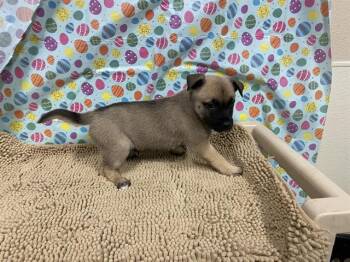 NALA -  German Shepherd Dog and Mixed Breed Dog for Adoption in Modesto, California - NALA | PetCurious