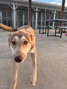 Husky Dogs Available for Adoption in Hopkinsville, Kentucky - Mishka/Cinnamon | PetCurious