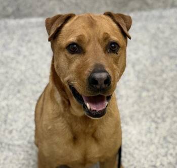 Leia -  Shar Pei and Shepherd Dog for Adoption in Golden, Colorado - Leia | PetCurious