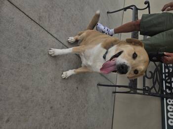 Shayne -  Labrador Retriever Dog for Adoption in Ocala, Florida - Shayne | PetCurious