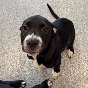 Nova -  Mountain Cur and Mixed Breed Dog for Adoption in Martinsville, Virginia - Nova | PetCurious