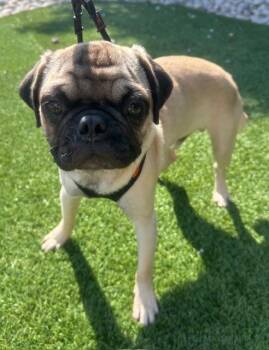 TITO -  Pug Dog for Adoption in Dallas, Texas - TITO | PetCurious