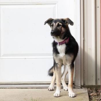 Nora -  German Shepherd Dog and Mixed Breed Dog for Adoption in Mckean, Pennsylvania - Nora | PetCurious