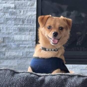 Chihuahua and Mixed Breed Dogs Available for Adoption in Minnetonka, Minnesota - Ernest D69397 | PetCurious