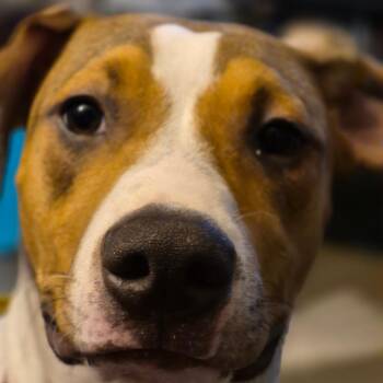 Savage -  Pit Bull Terrier Dog for Adoption in Bristol, Indiana - Savage | PetCurious