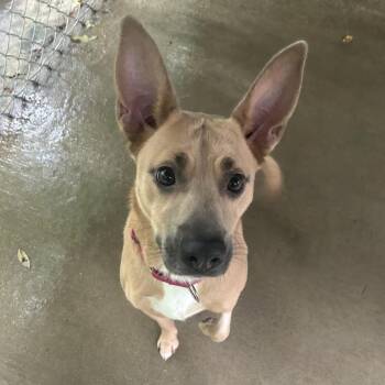 Laila -  Mixed Breed Dog for Adoption in Greenville, Pennsylvania - Laila | PetCurious