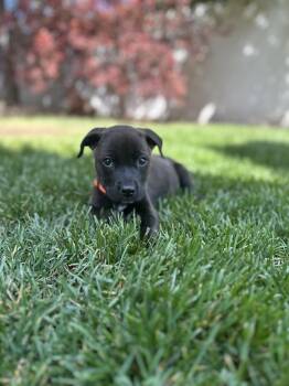 Pit Bull Terrier Dogs Available for Adoption in Salt Lake City, Utah - Orange Benny | PetCurious