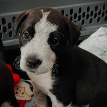 Rescue Mixed Breed Dogs for Adoption in Olathe, Kansas - Faded | PetCurious